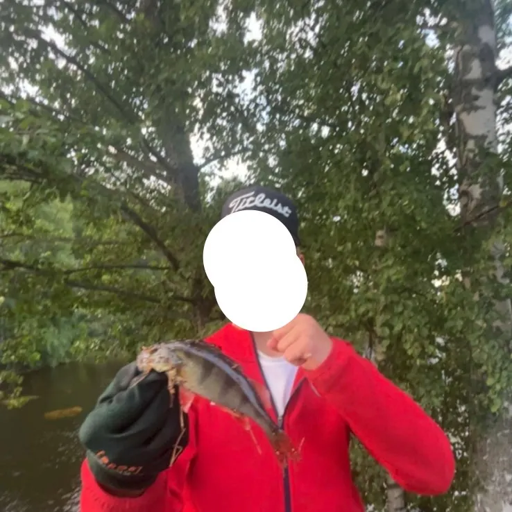 European perch caught on Fishbrain
