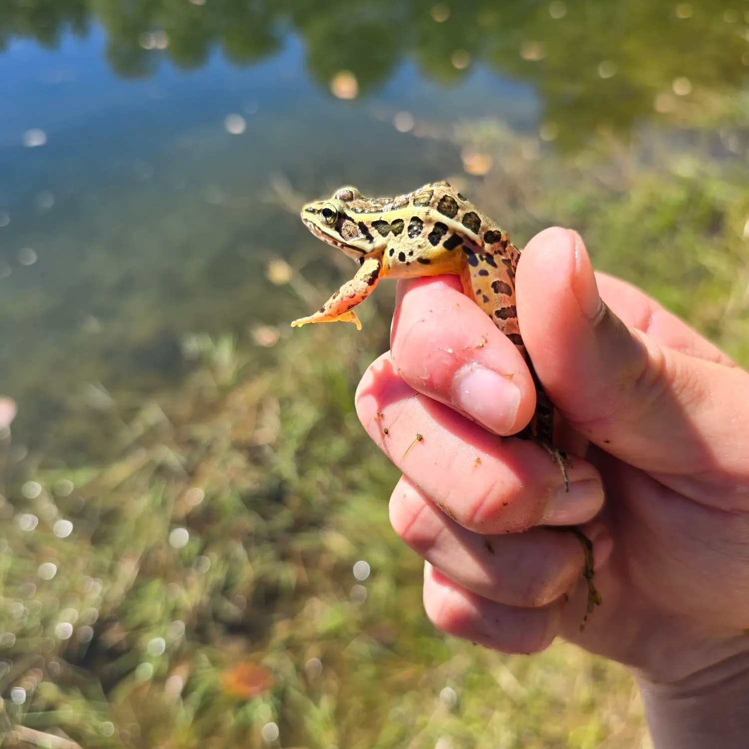 Fish caught on Fishbrain