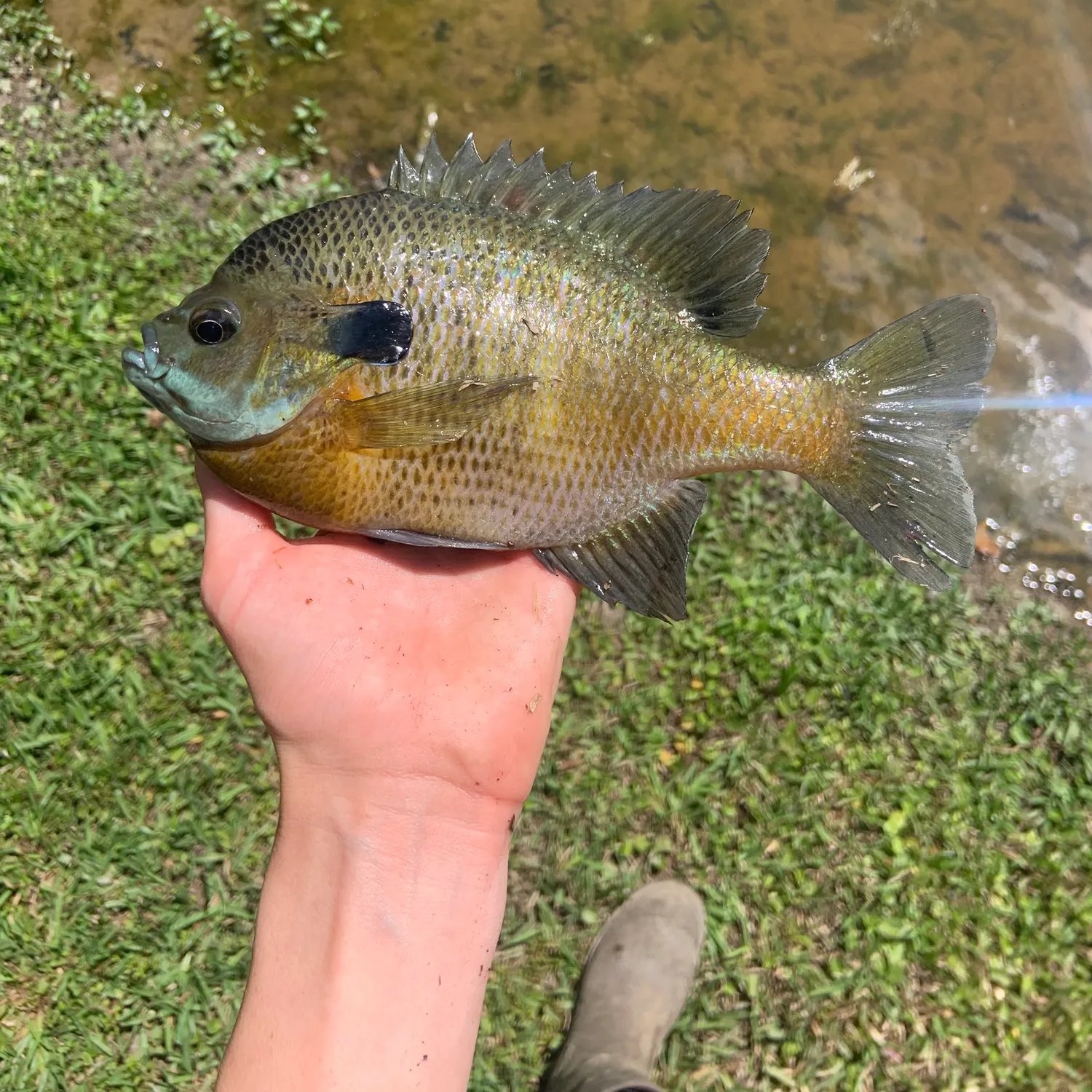 The most recent Coppernose bluegill catches on Fishbrain