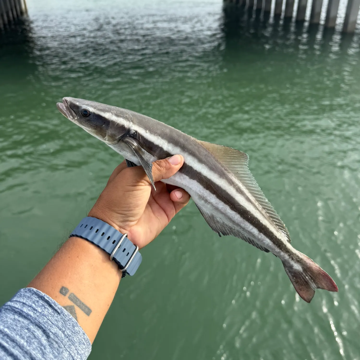 The most recent Cobia catches on Fishbrain