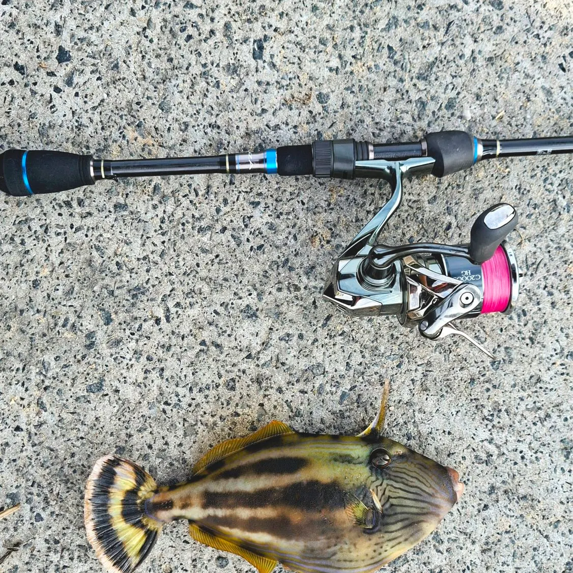 recently logged catches
