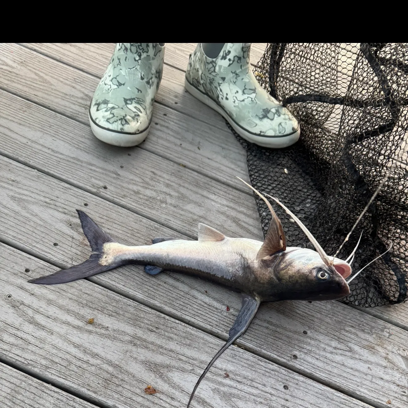 The most recent Coco sea catfish catches on Fishbrain