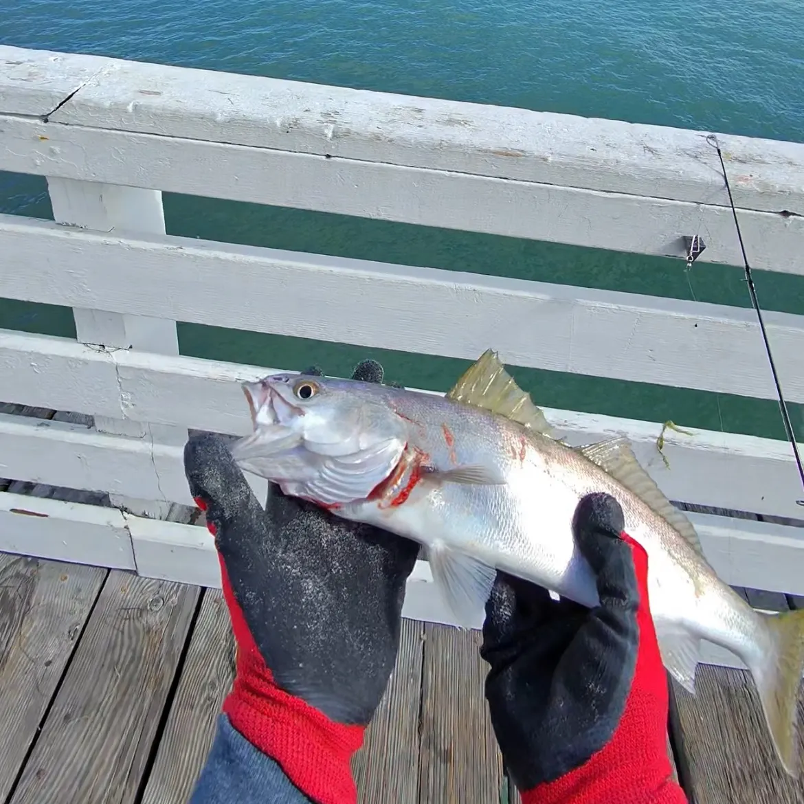The most recent White seabass catches on Fishbrain