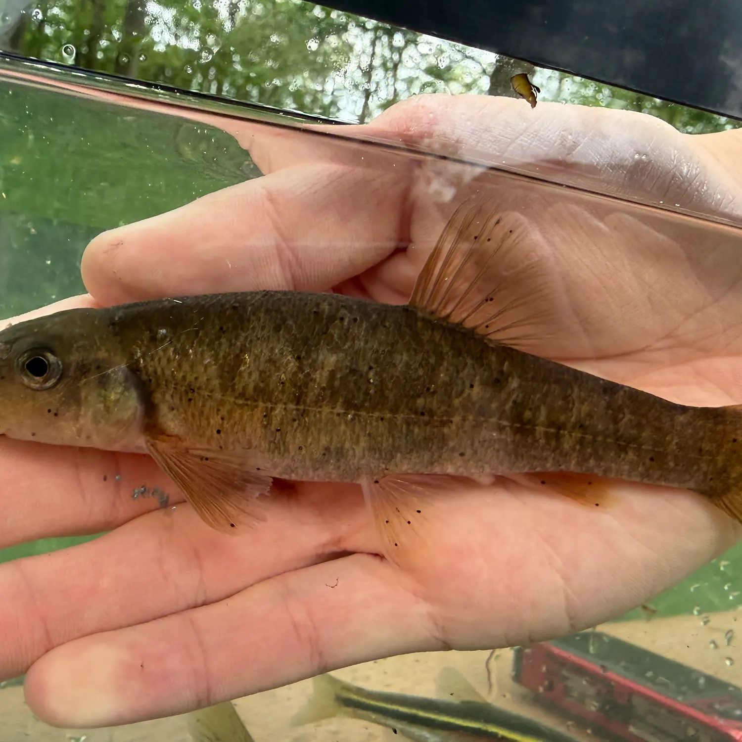 The most recent Tonguetied Minnow catches on Fishbrain