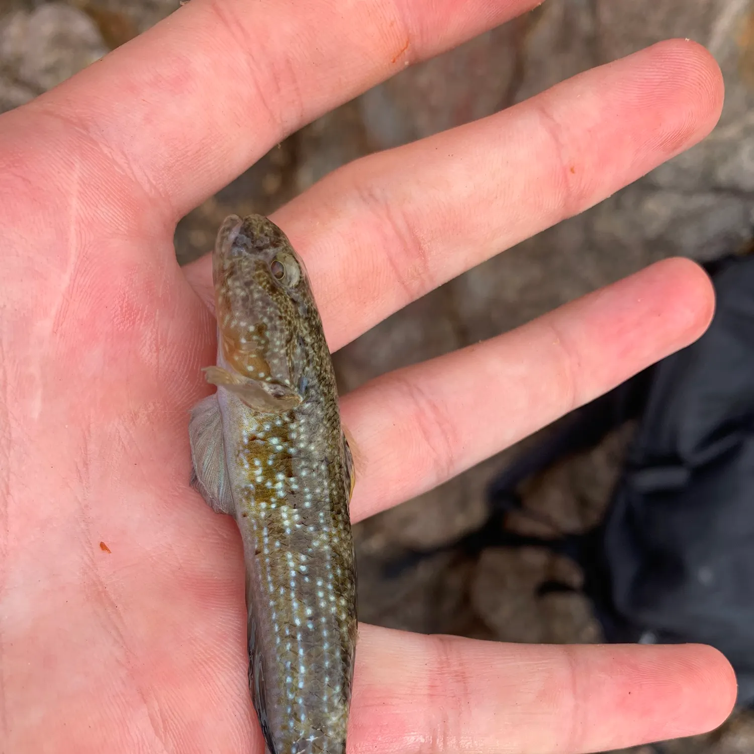 The most recent Spotted green goby catches on Fishbrain