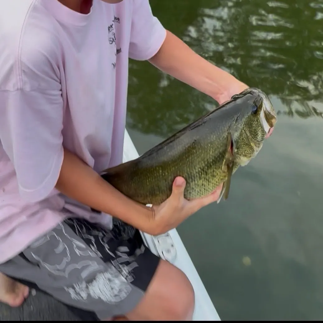Largemouth bass caught on Fishbrain
