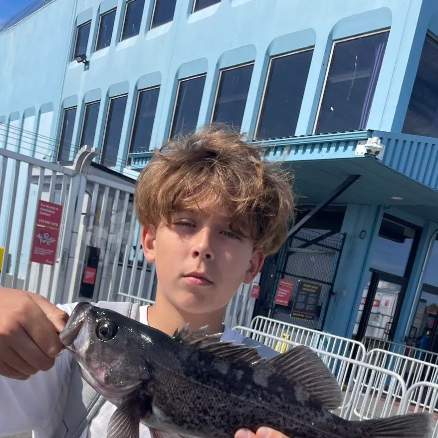 Black rockfish caught on Fishbrain