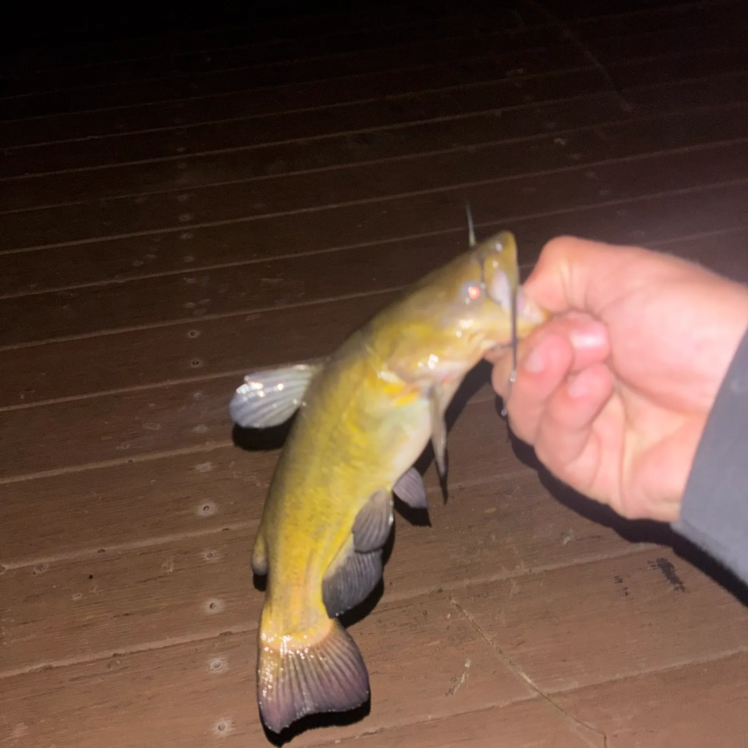 Black bullhead caught on Fishbrain