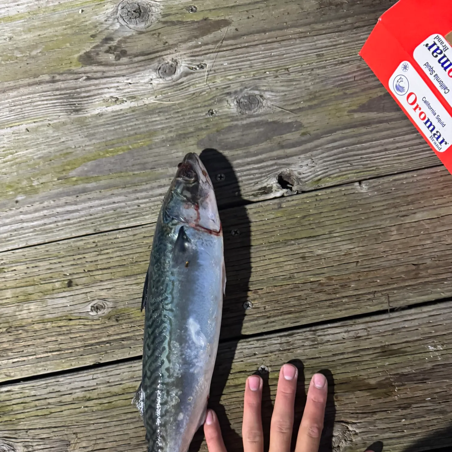 The most recent Pacific chub mackerel catches on Fishbrain