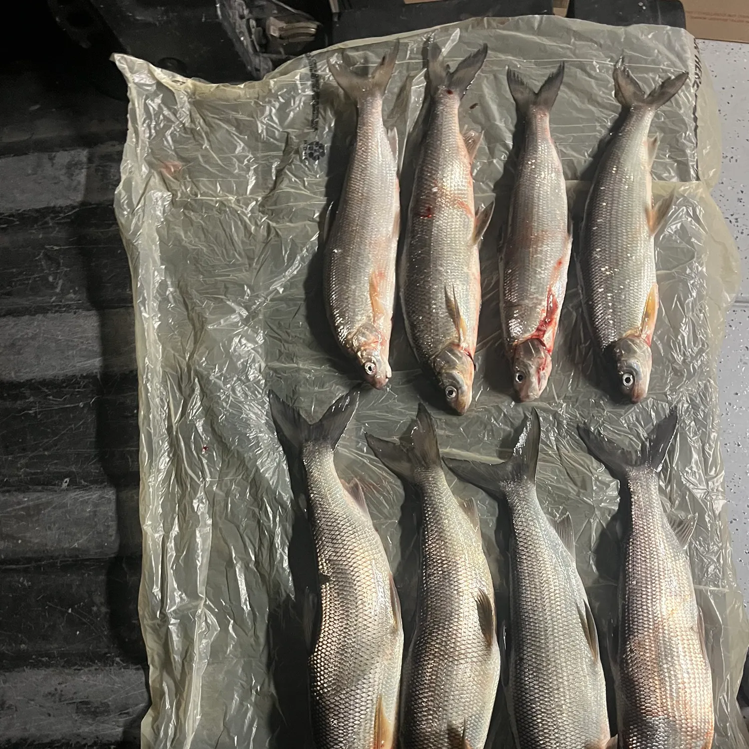 The most recent Lake whitefish catches on Fishbrain