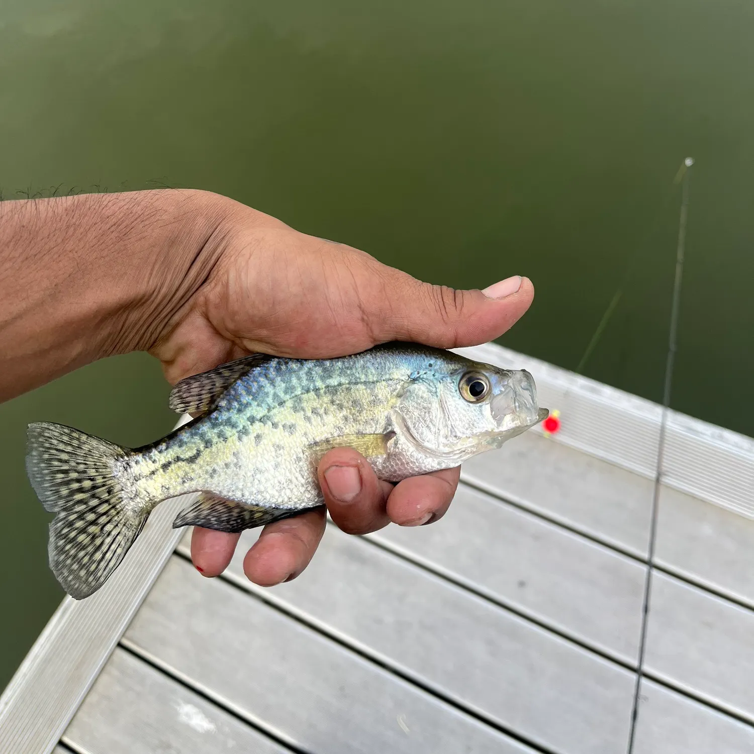 Black crappie caught on Fishbrain