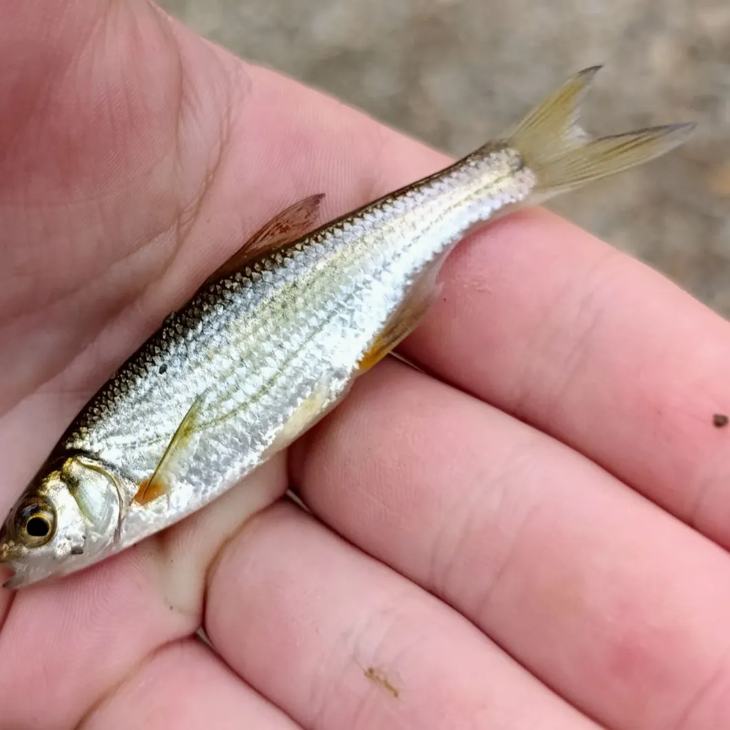 Spirlin caught on Fishbrain