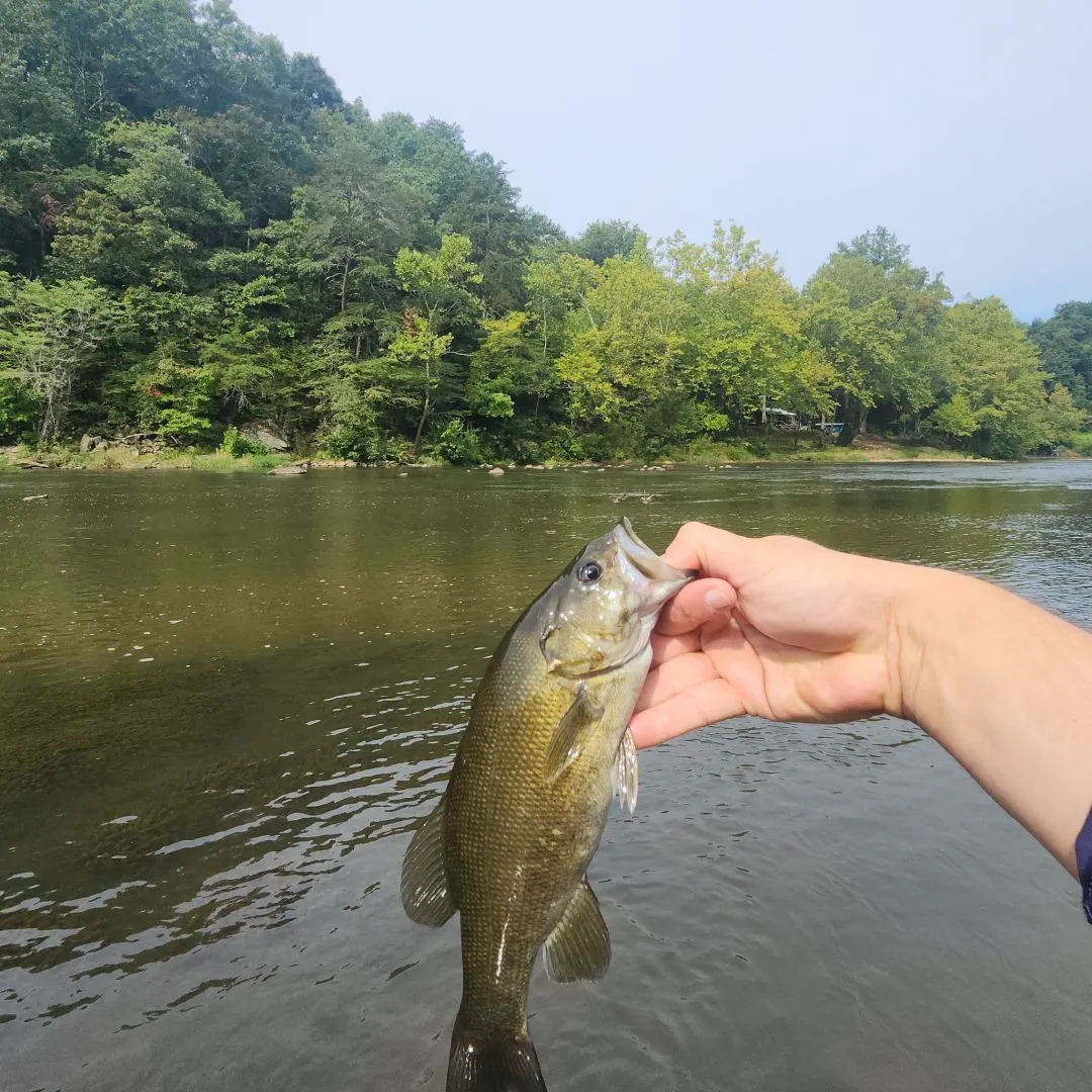 Smallmouth bass caught on Fishbrain