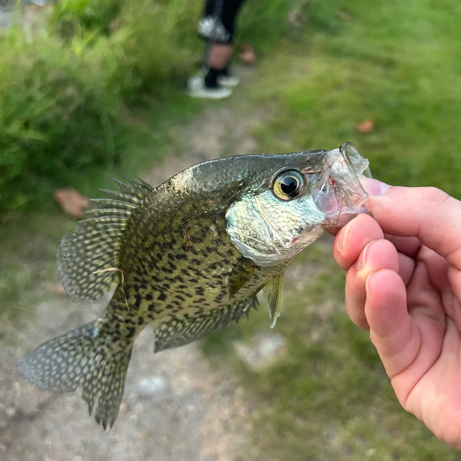 Black crappie caught on Fishbrain