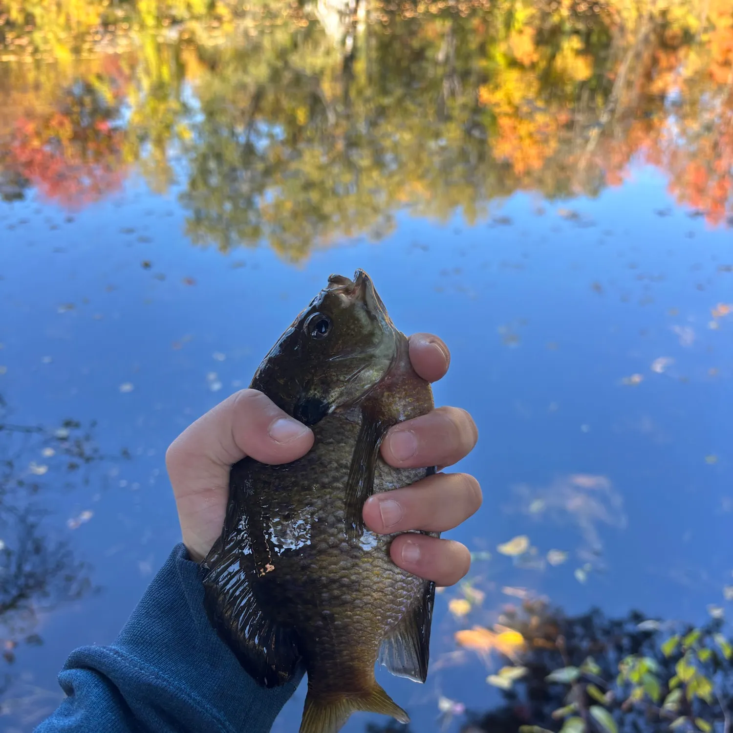 Bluegill caught on Fishbrain