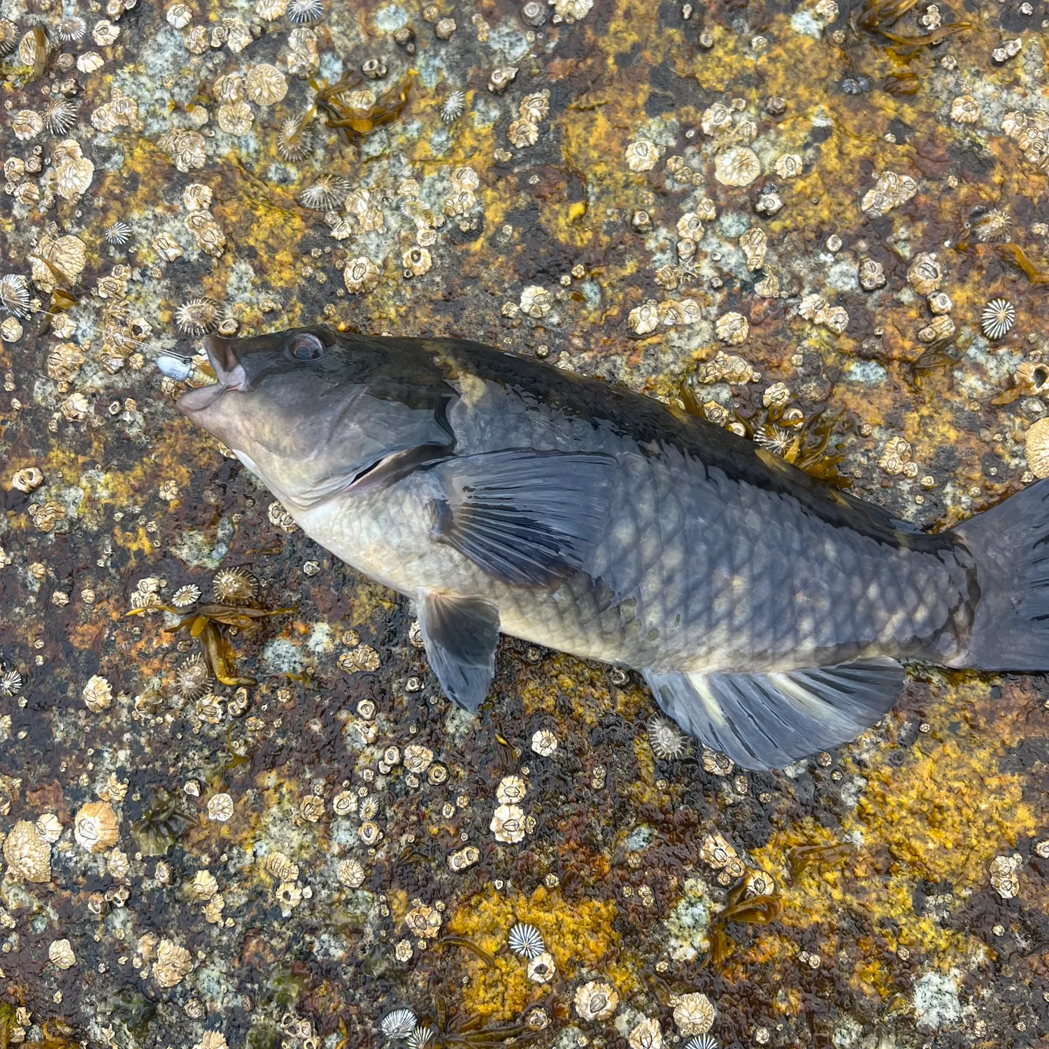 The most recent Spotty wrasse catches on Fishbrain