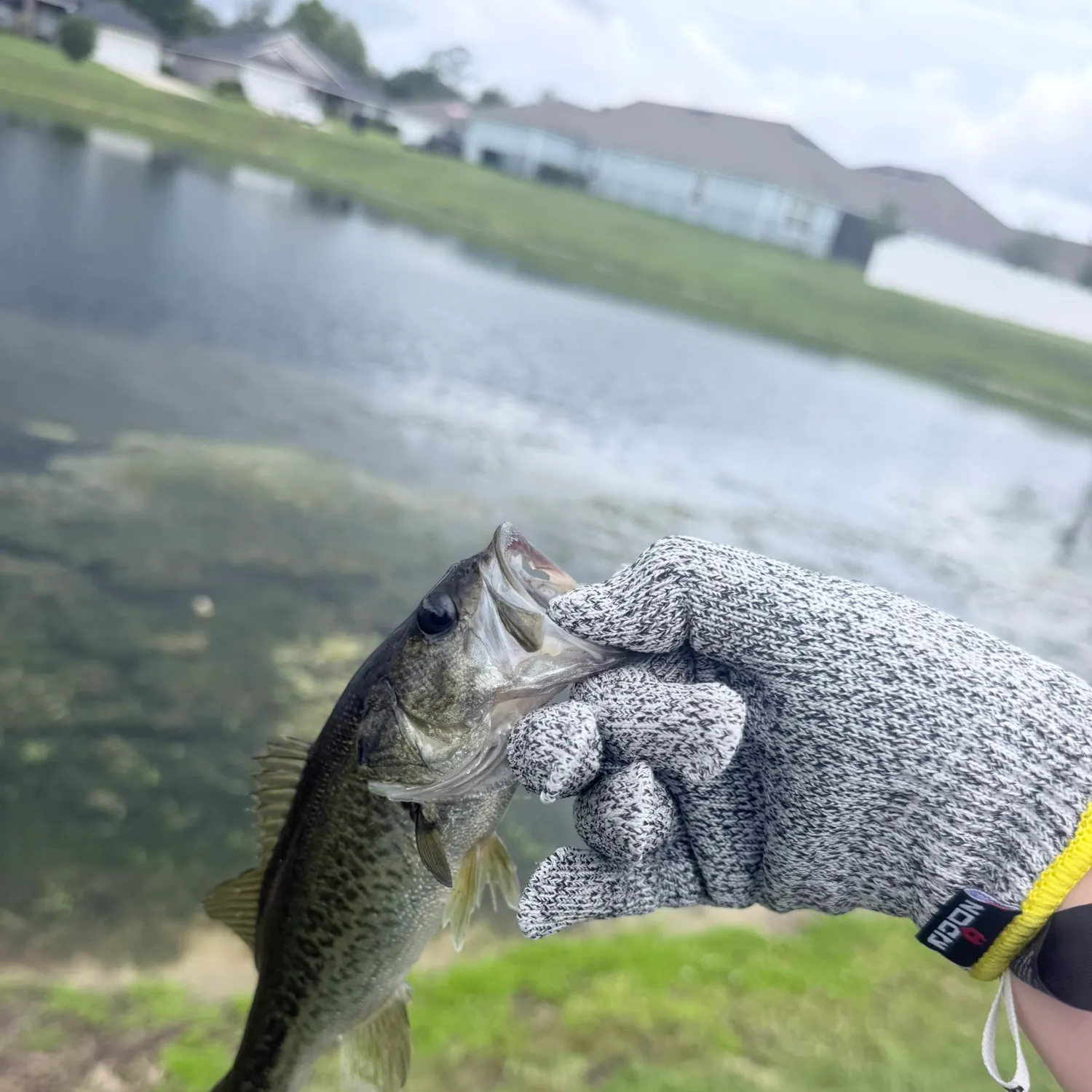 The most recent Neosho bass catches on Fishbrain