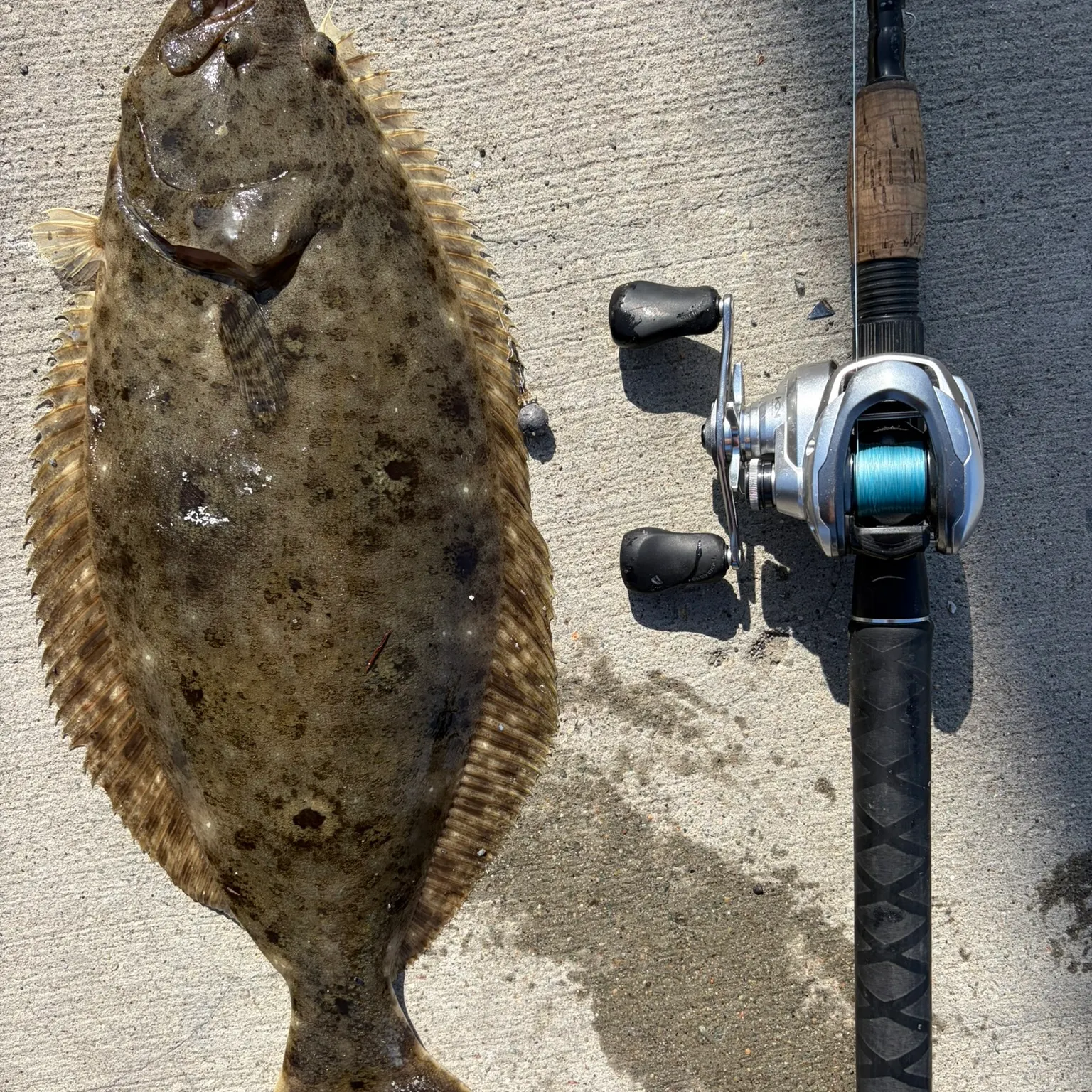 The most recent California halibut catches on Fishbrain