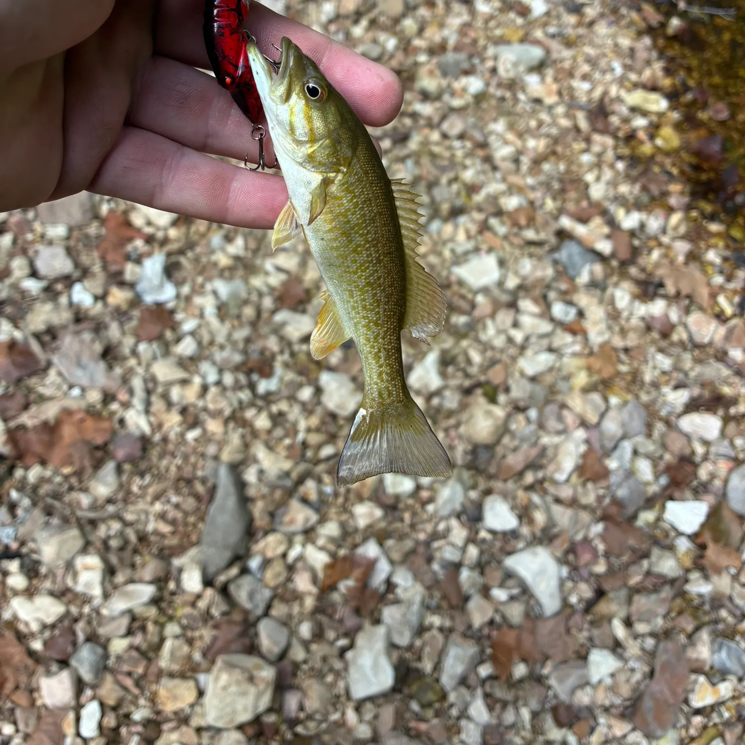 Smallmouth bass caught on Fishbrain