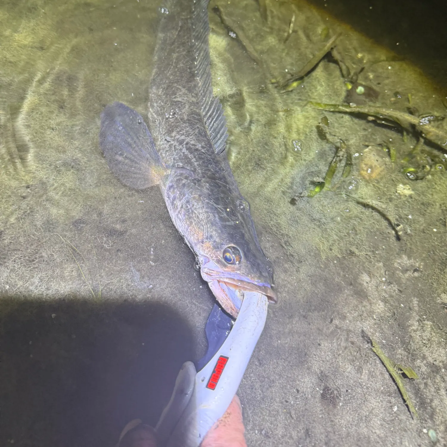 The most recent Bullseye snakehead catches on Fishbrain