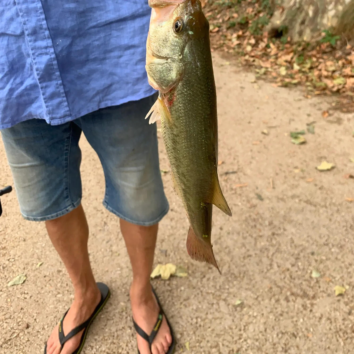 Smallmouth bass caught on Fishbrain