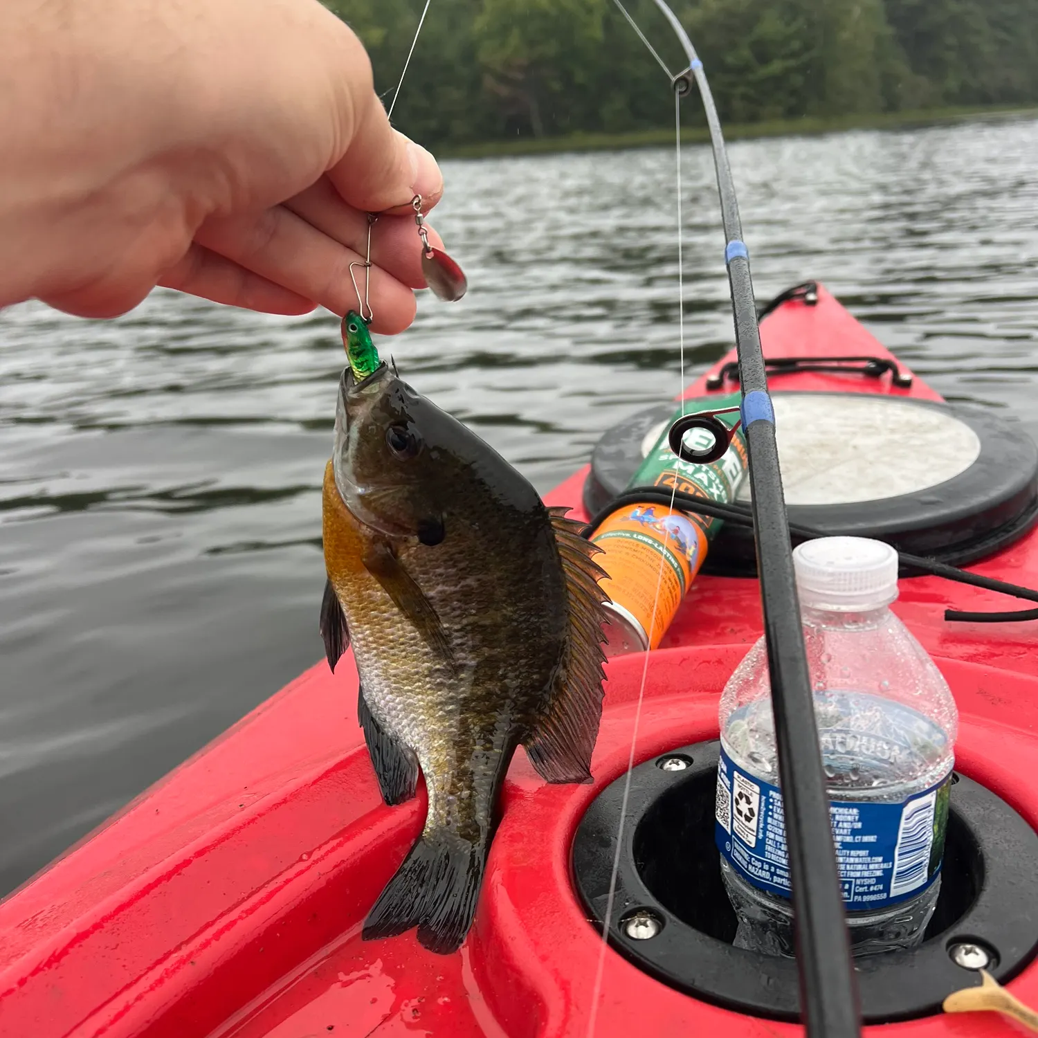Bluegill caught on Fishbrain