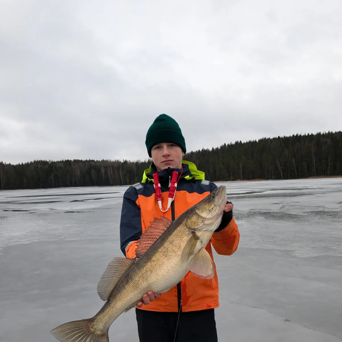 The most recent Zander catches on Fishbrain