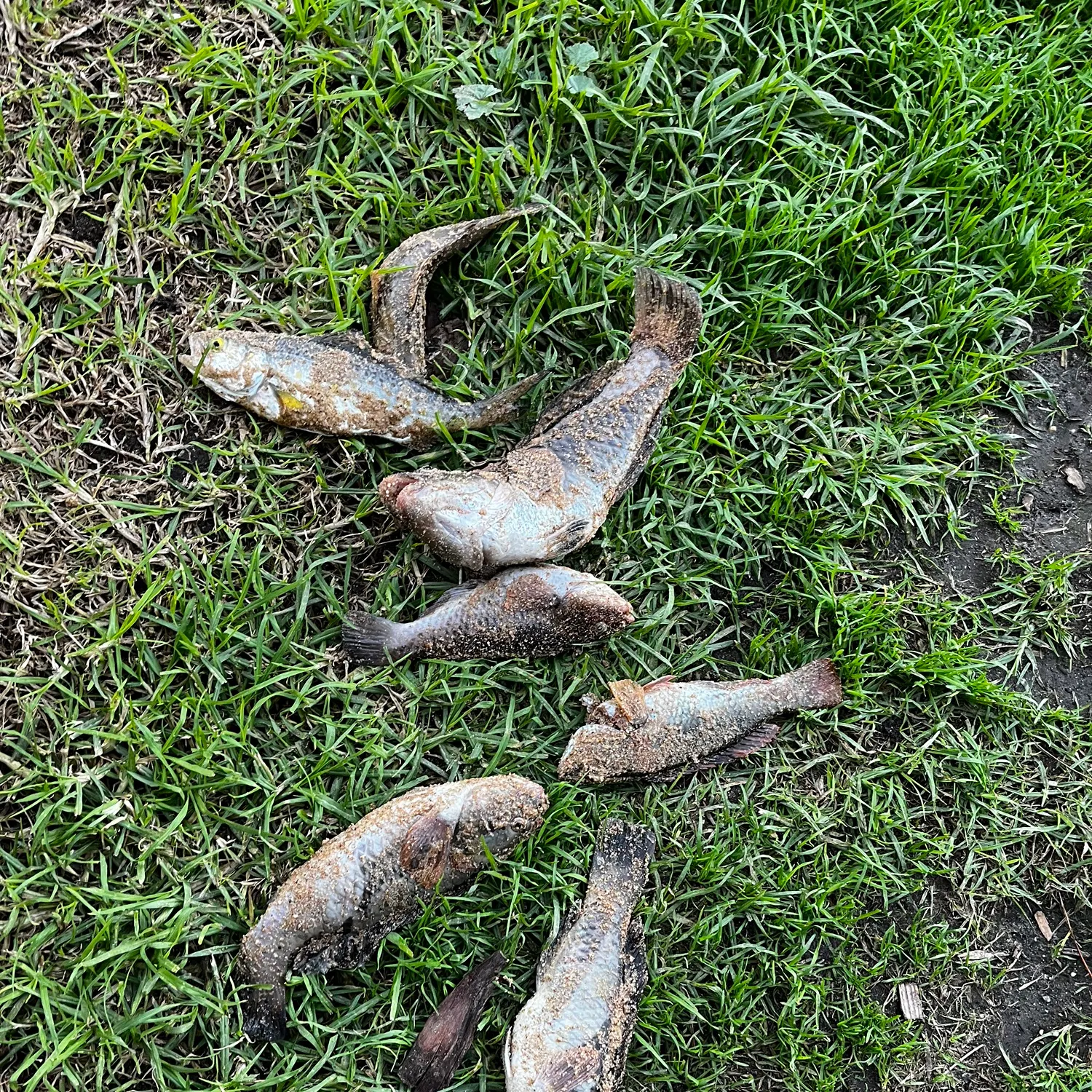 The most recent Blue-throated wrasse catches on Fishbrain