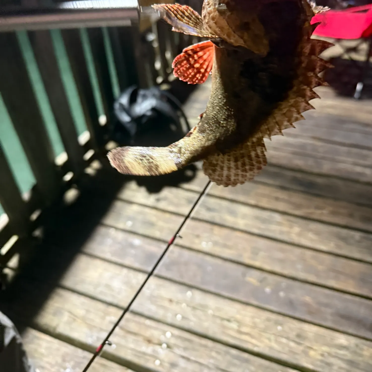 The most recent Spotted scorpionfish catches on Fishbrain