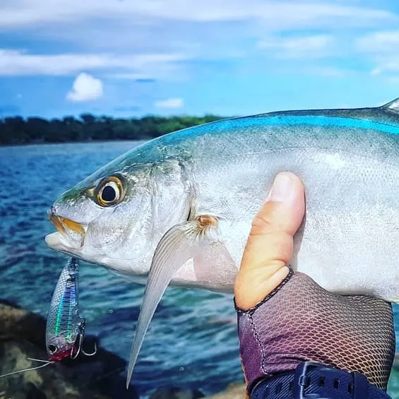 angler catch