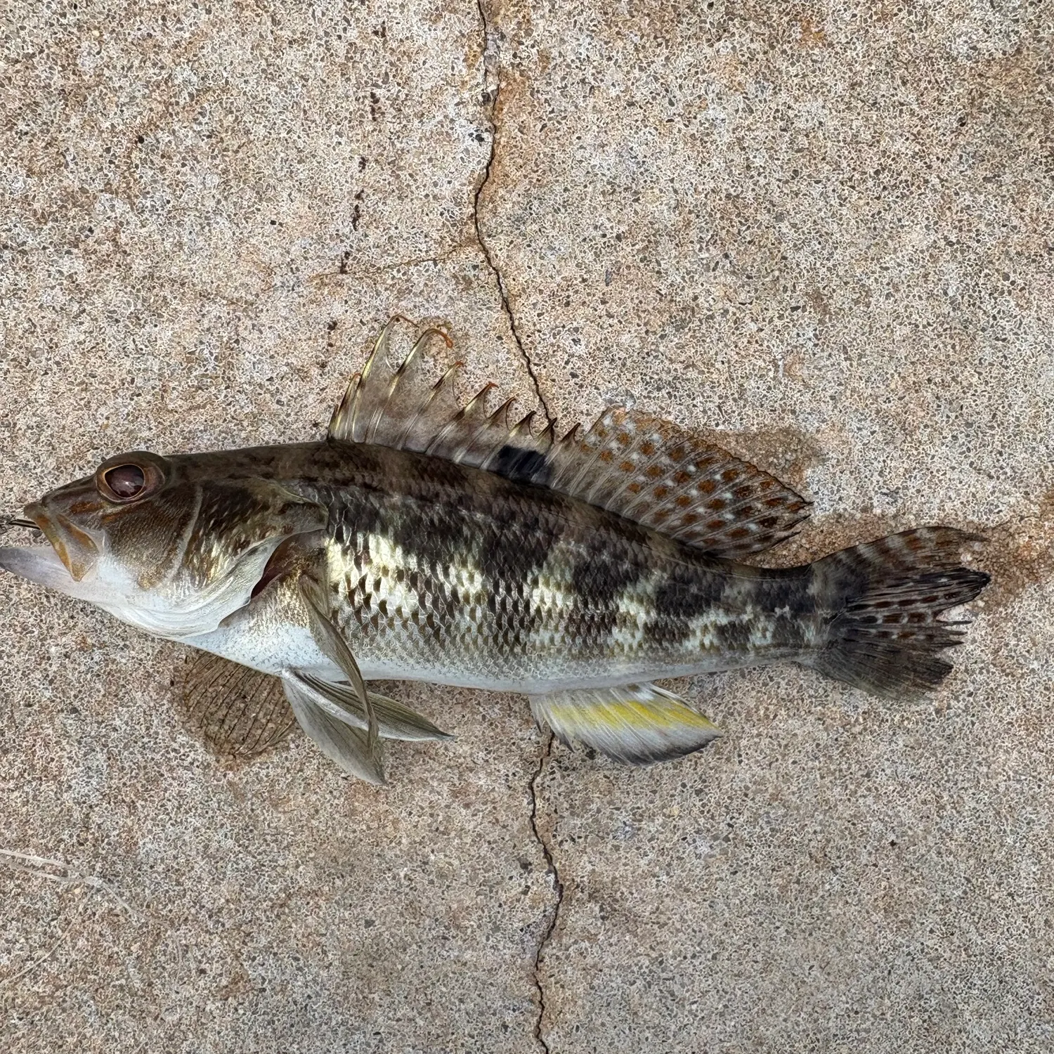 The most recent Rock sea bass catches on Fishbrain