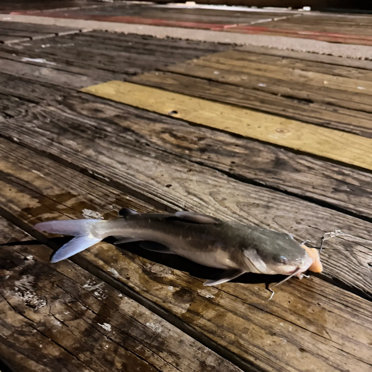 The most recent Gafftopsail sea catfish catches on Fishbrain