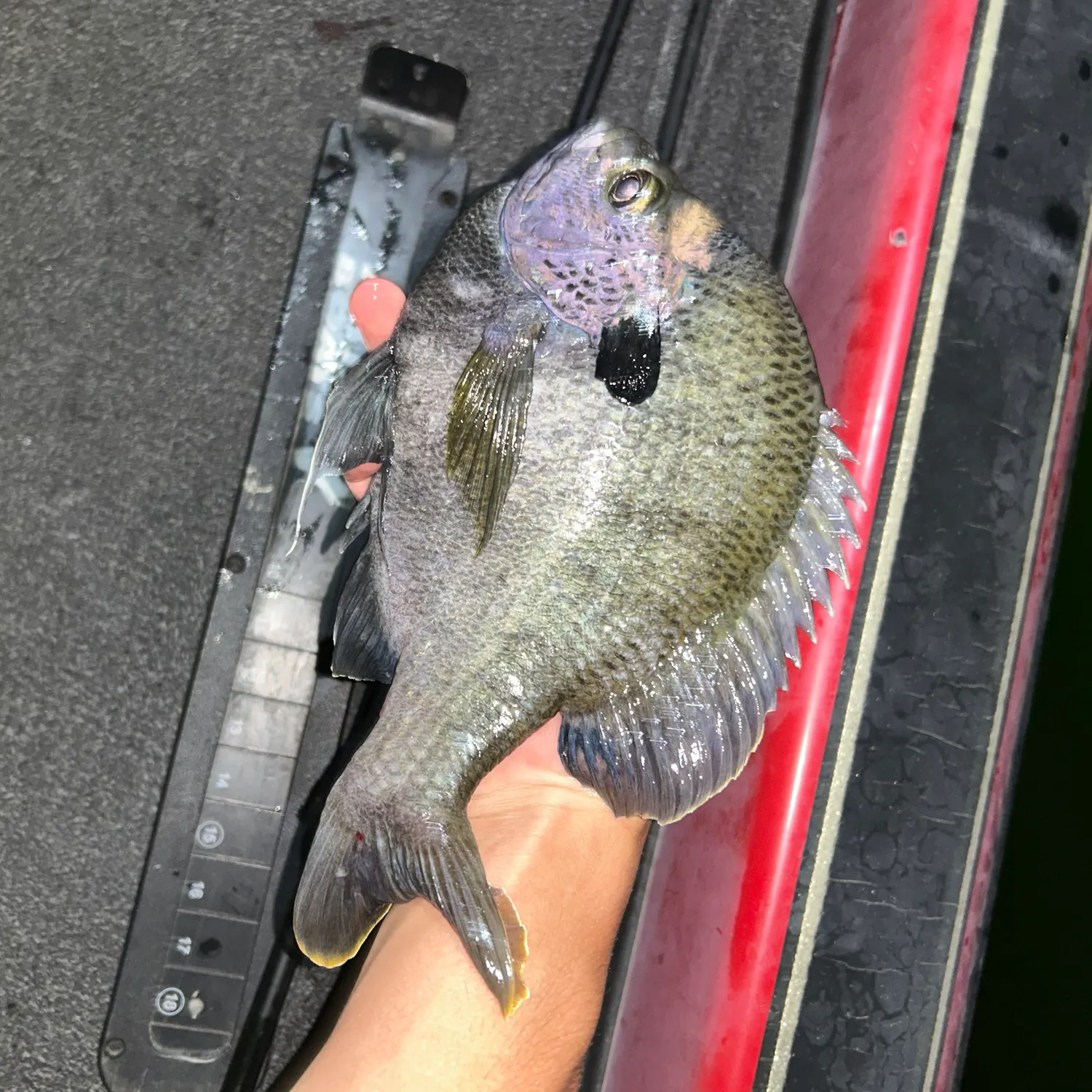 The most recent Coppernose bluegill catches on Fishbrain