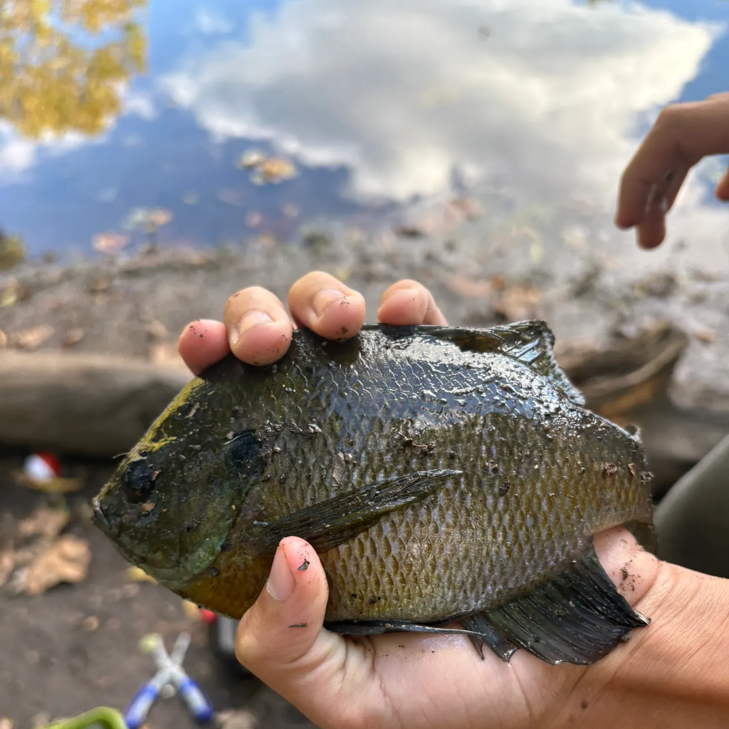 Bluegill caught on Fishbrain