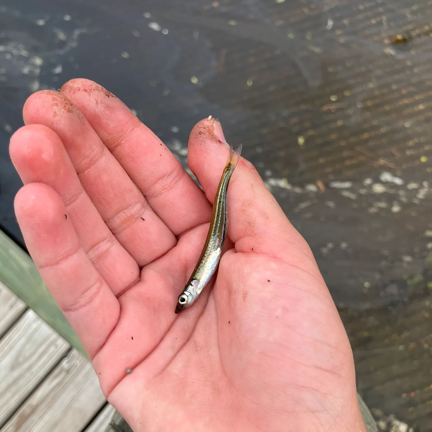 The most recent Atlantic silverside catches on Fishbrain