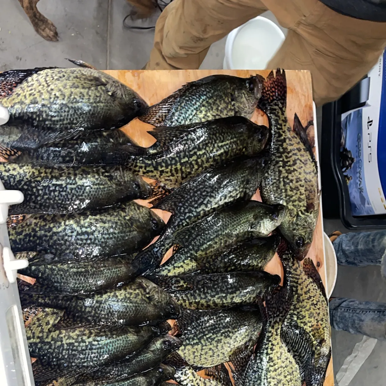recently logged catches