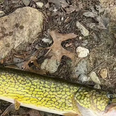 Chain pickerel caught on Fishbrain