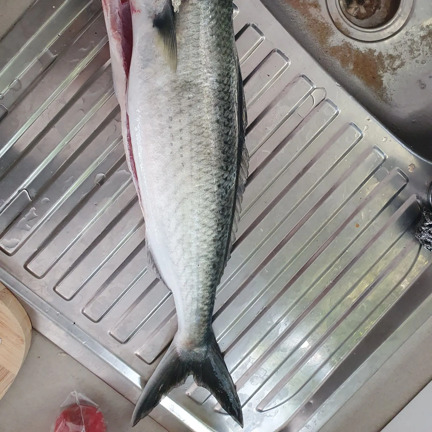The most recent Eastern Australian salmon catches on Fishbrain