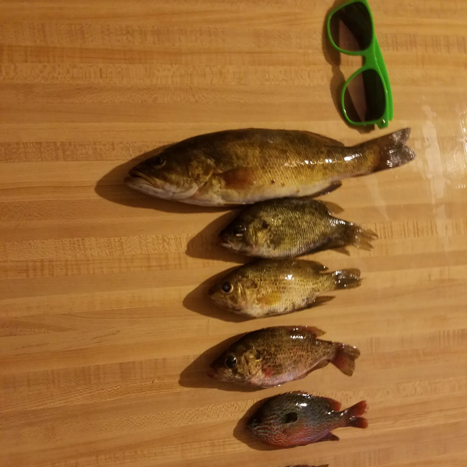 recently logged catches