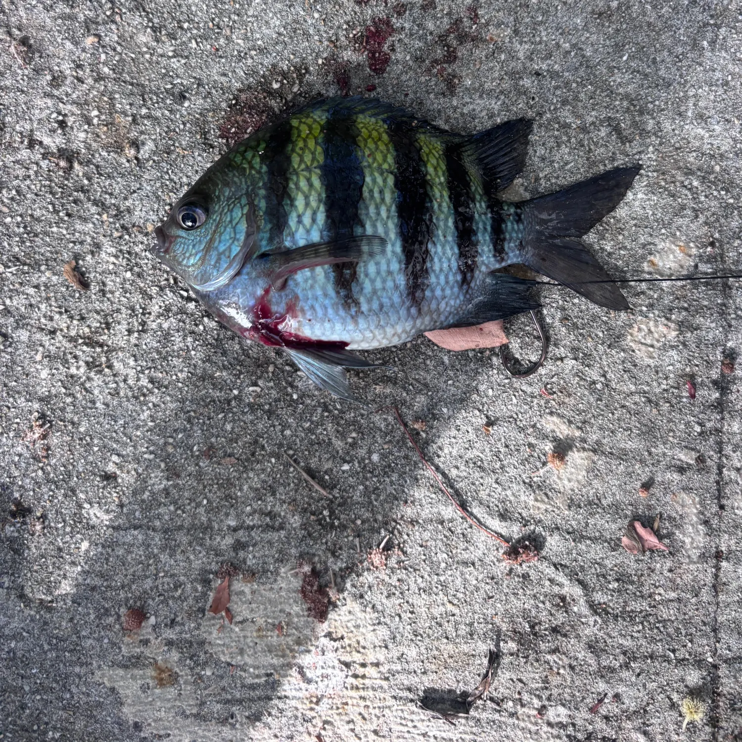 recently logged catches
