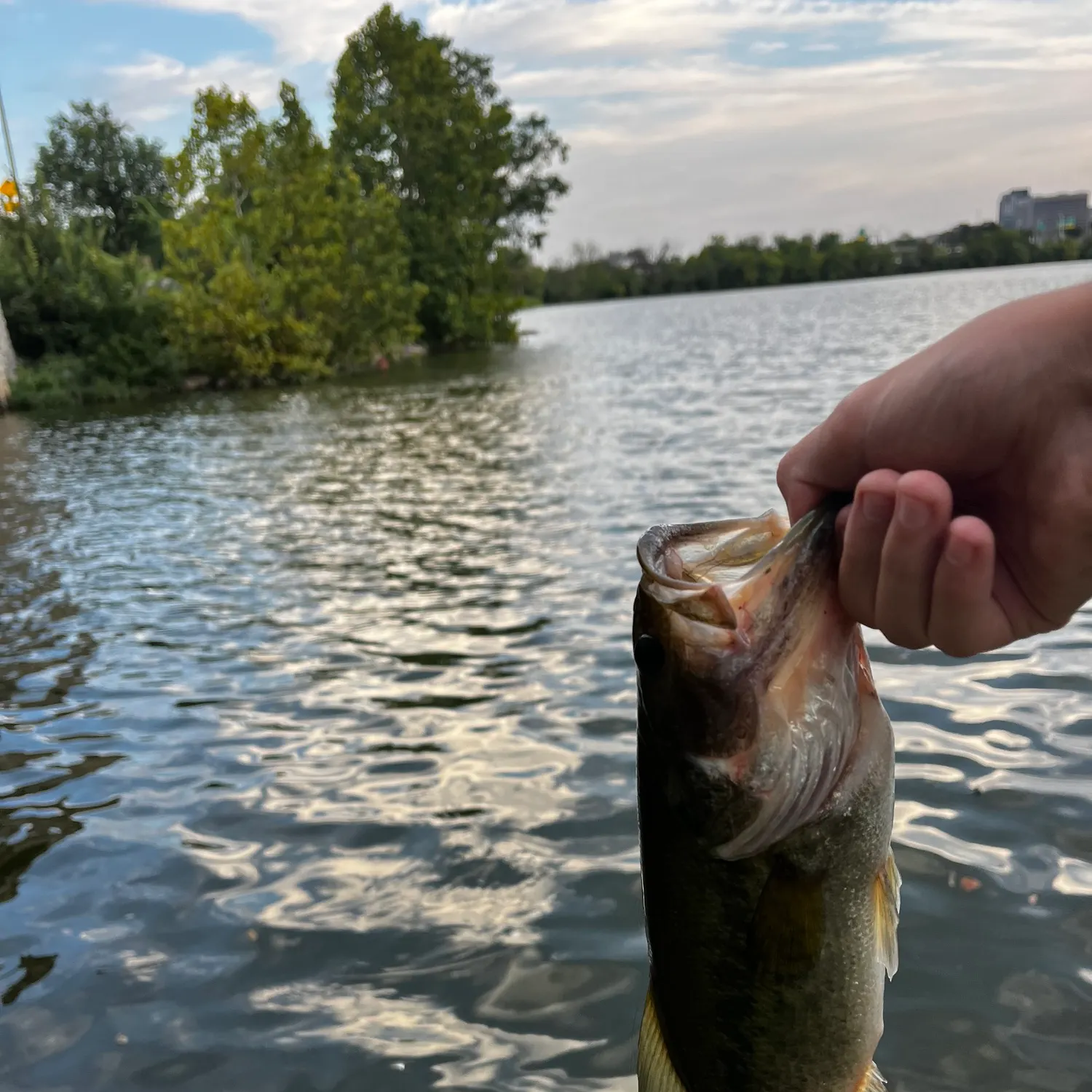 Largemouth bass caught on Fishbrain