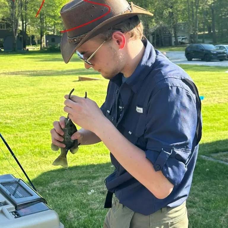 Bluegill caught on Fishbrain