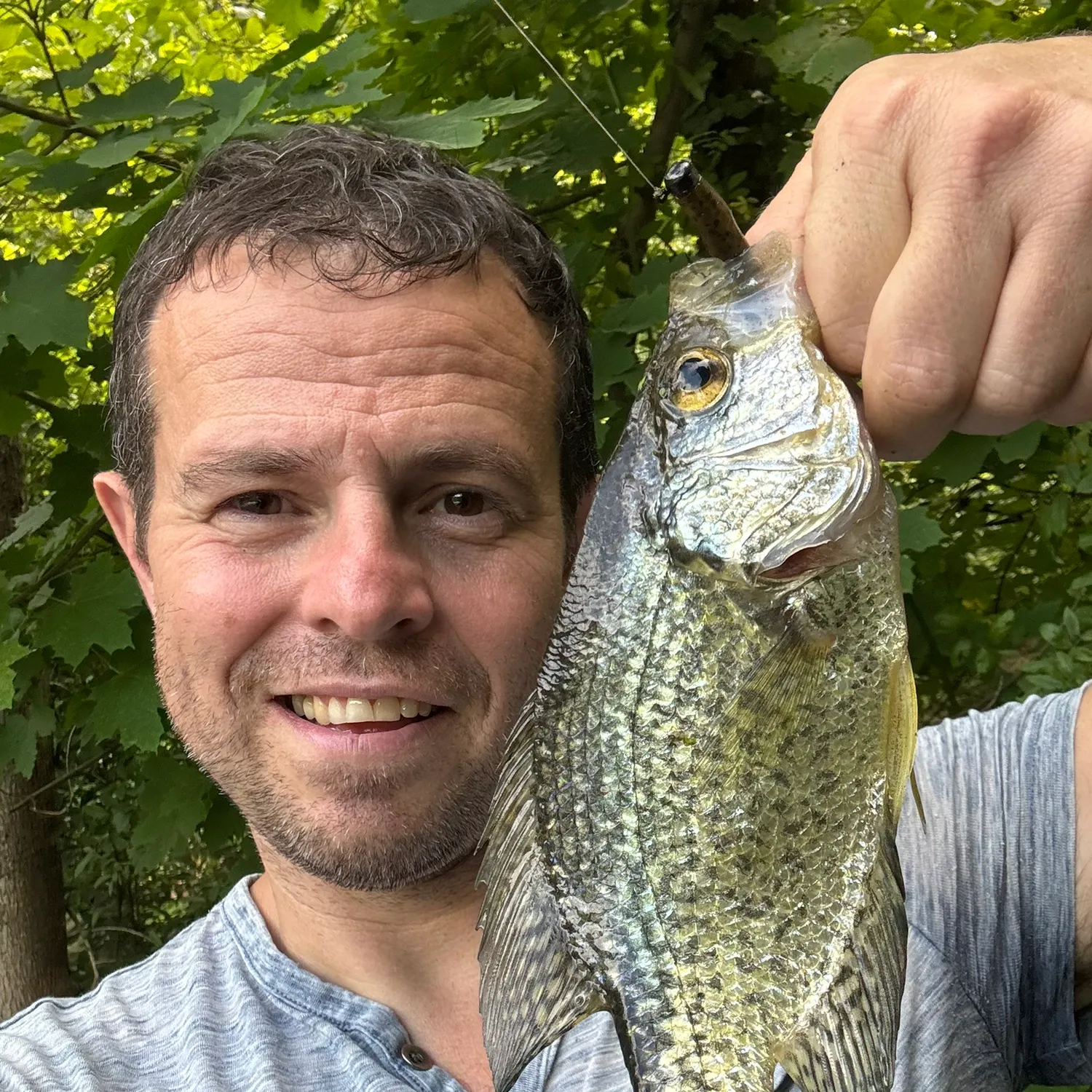 Black crappie caught on Fishbrain