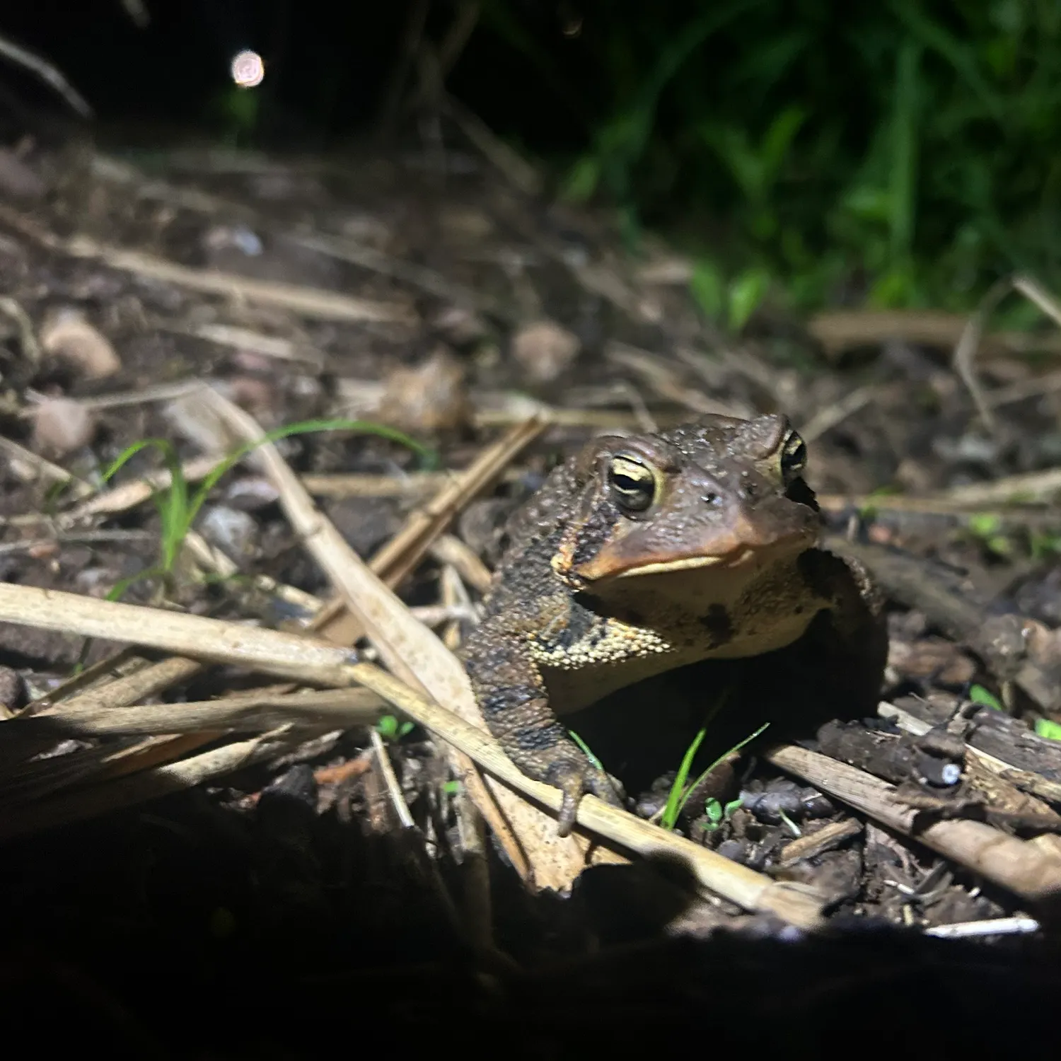 American bullfrog caught on Fishbrain
