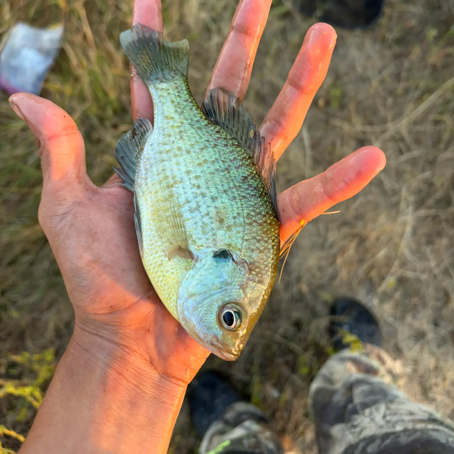 Redear sunfish caught on Fishbrain