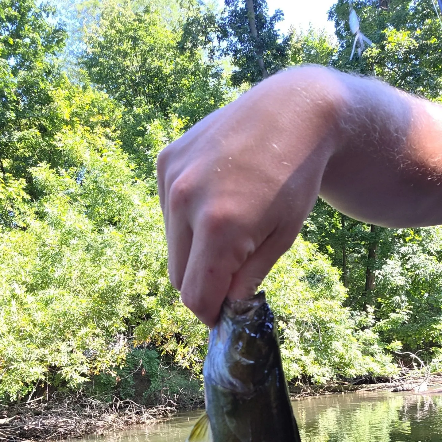 Smallmouth bass caught on Fishbrain