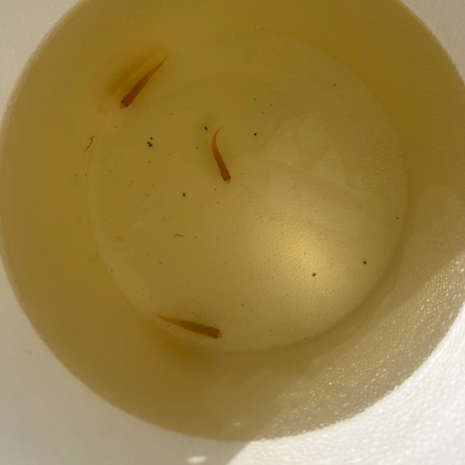 The most recent Fathead minnow catches on Fishbrain