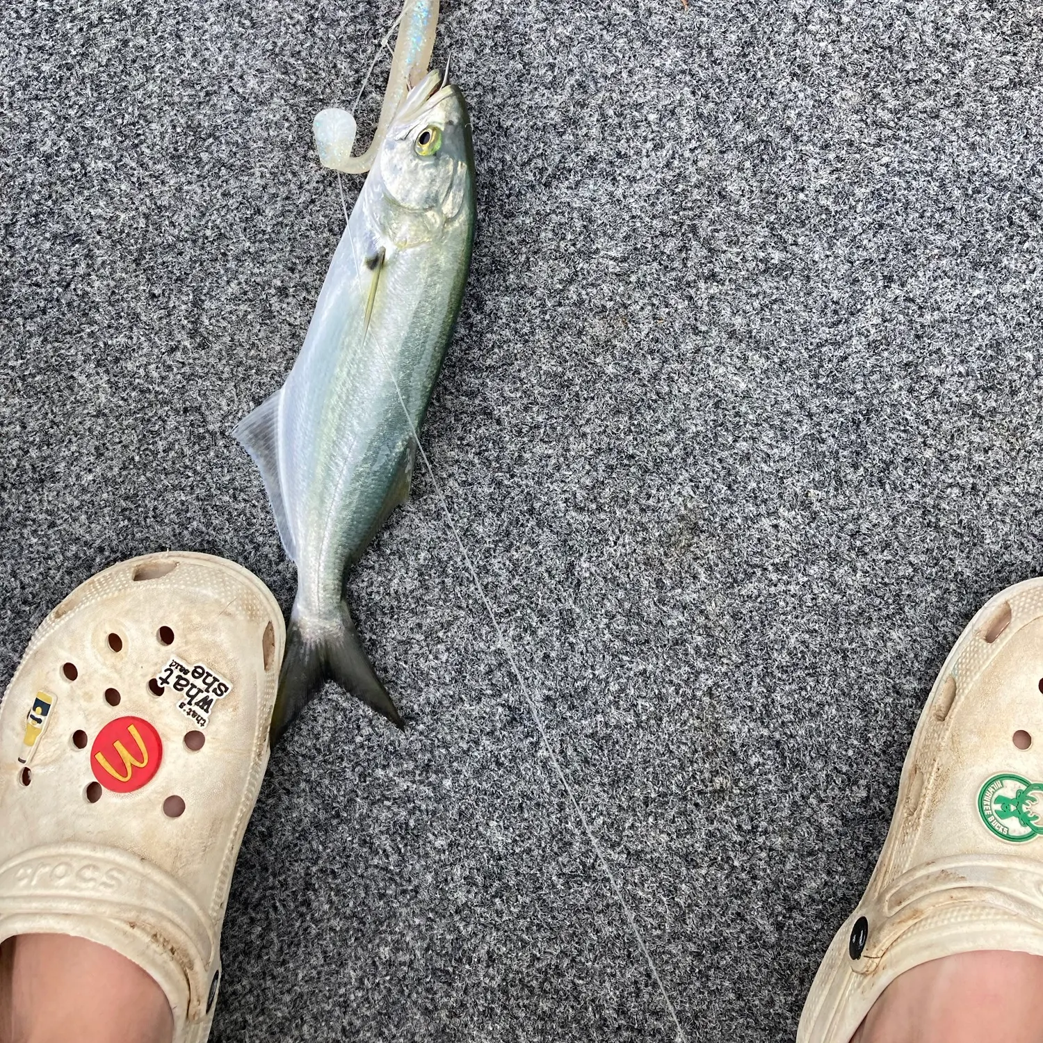 Bluefish caught on Fishbrain