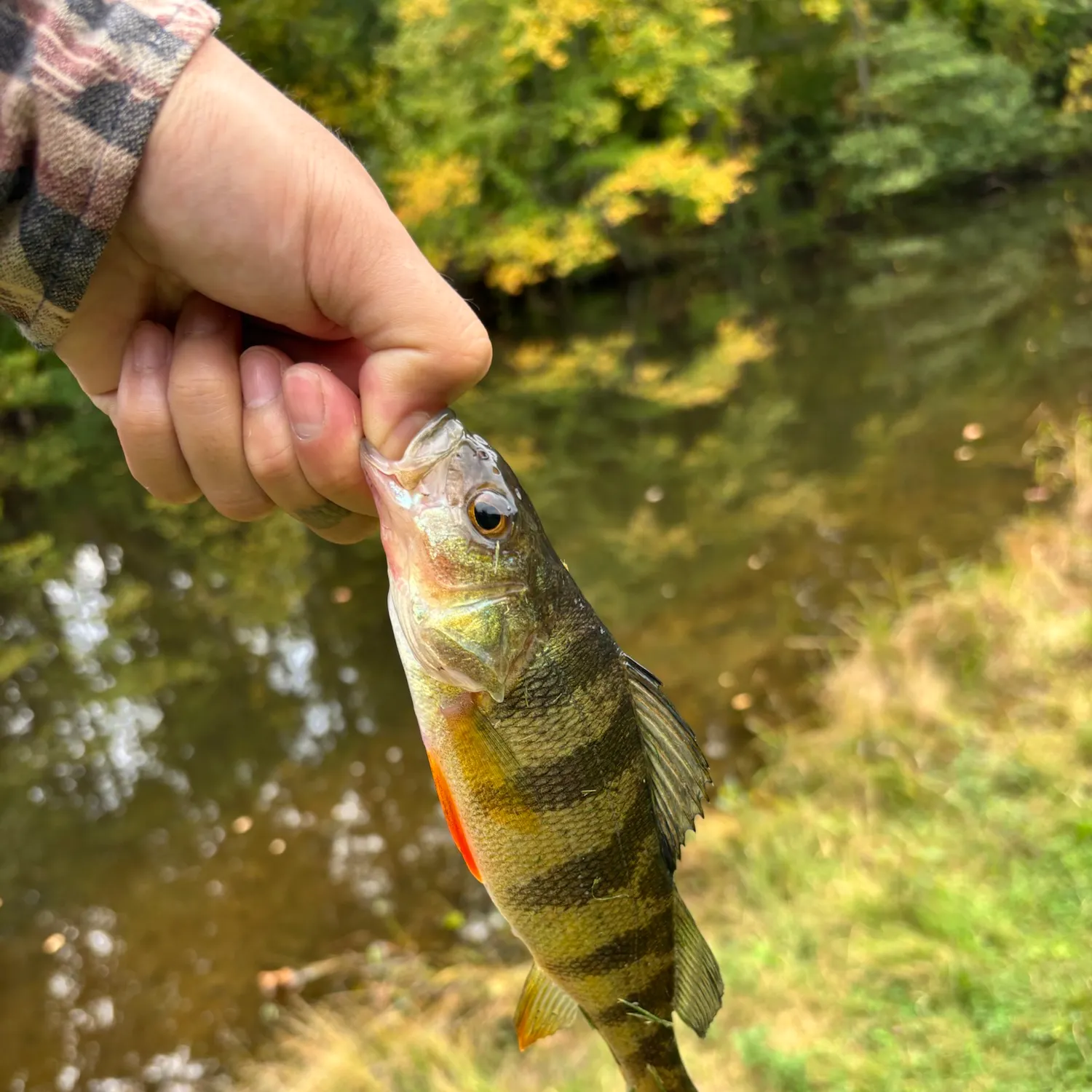 Yellow perch caught on Fishbrain
