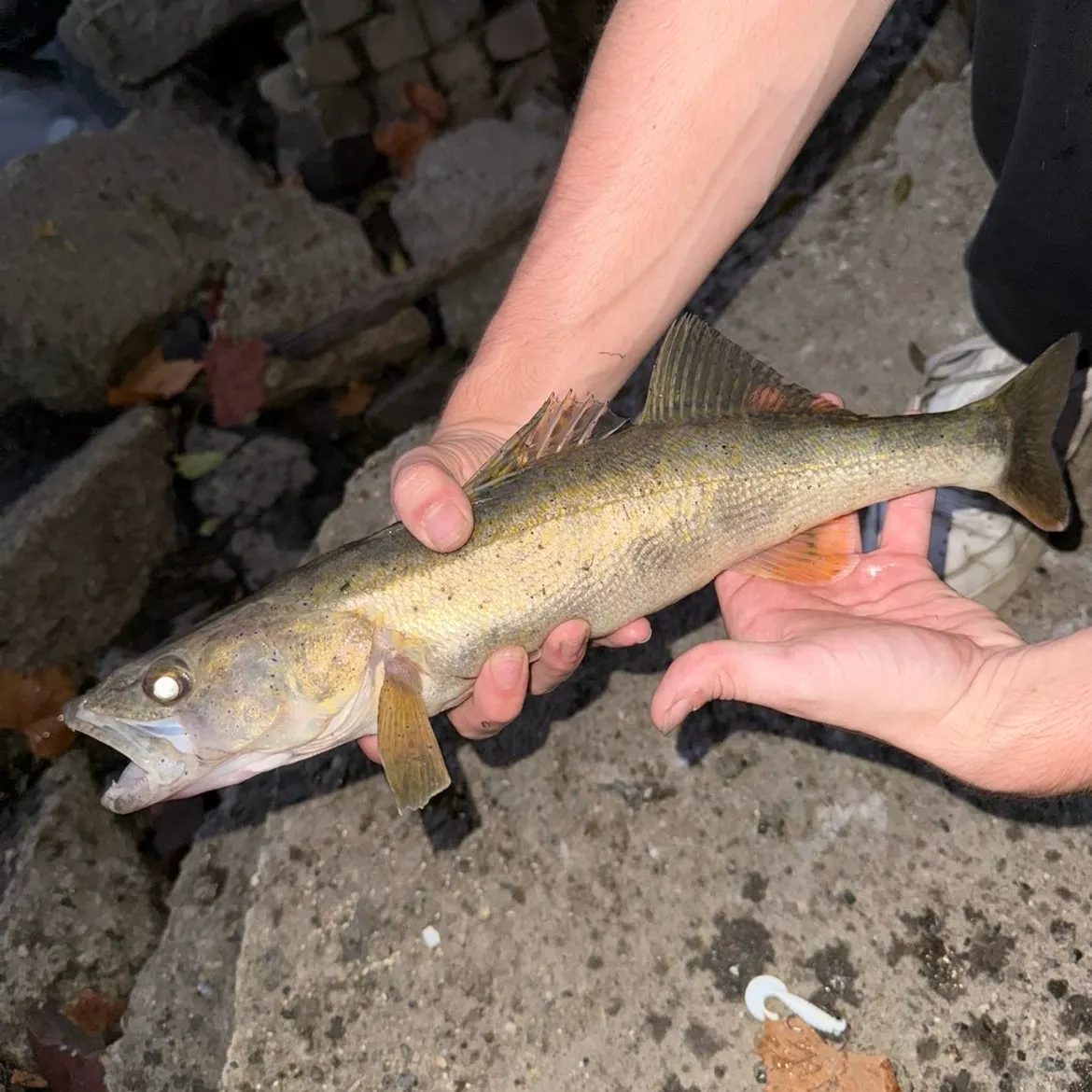 Sauger caught on Fishbrain